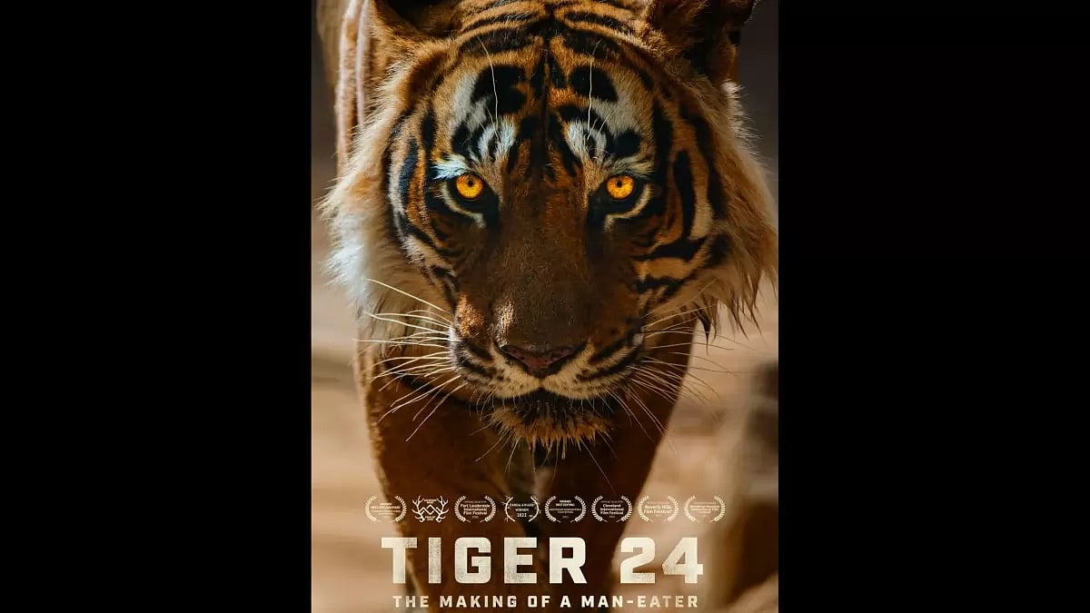'Tiger 24'