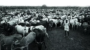 Diametrically Opposite Views Of Judiciary On Cow
