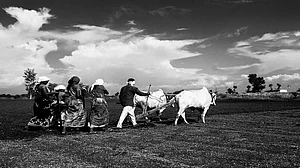 Independence Didn’t Free India Farmers From Cycle Of Debt And Deaths