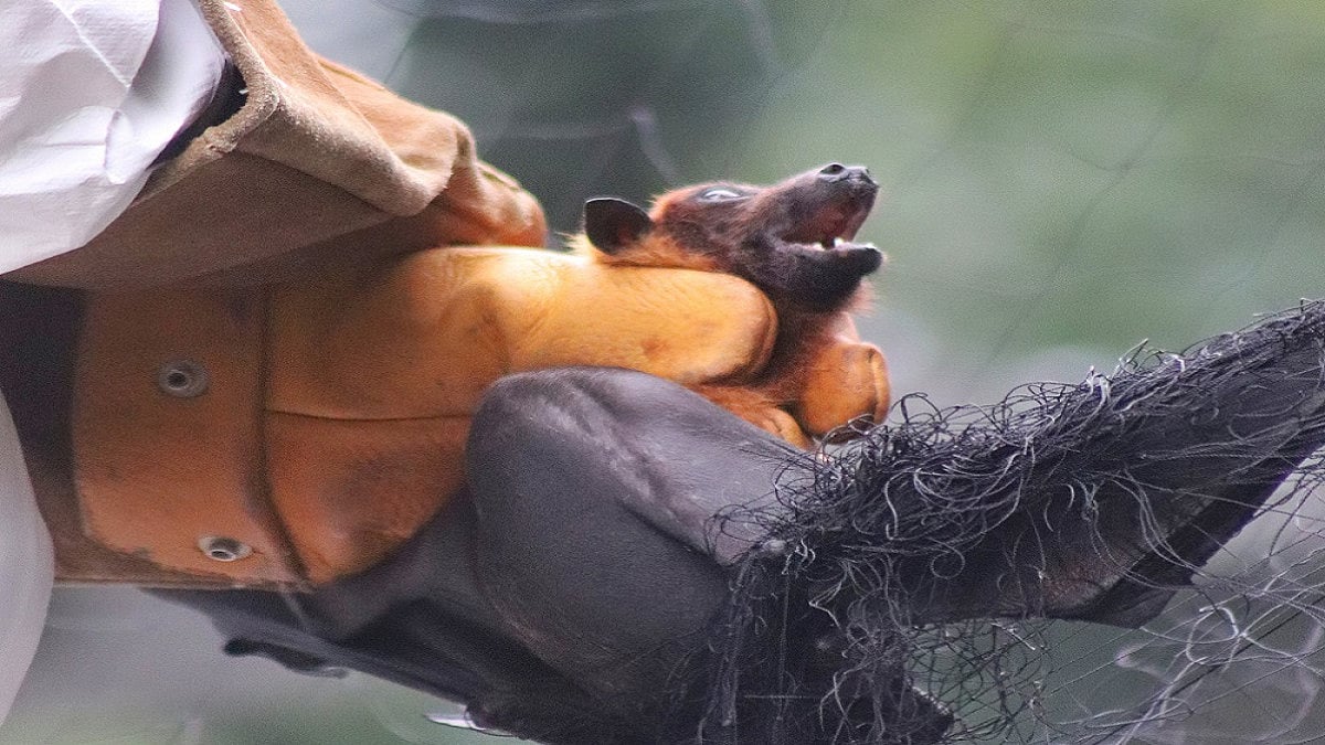 A bat surveillance team collecting samples from the Nipah affected area in Kerala's Kozhikode district.