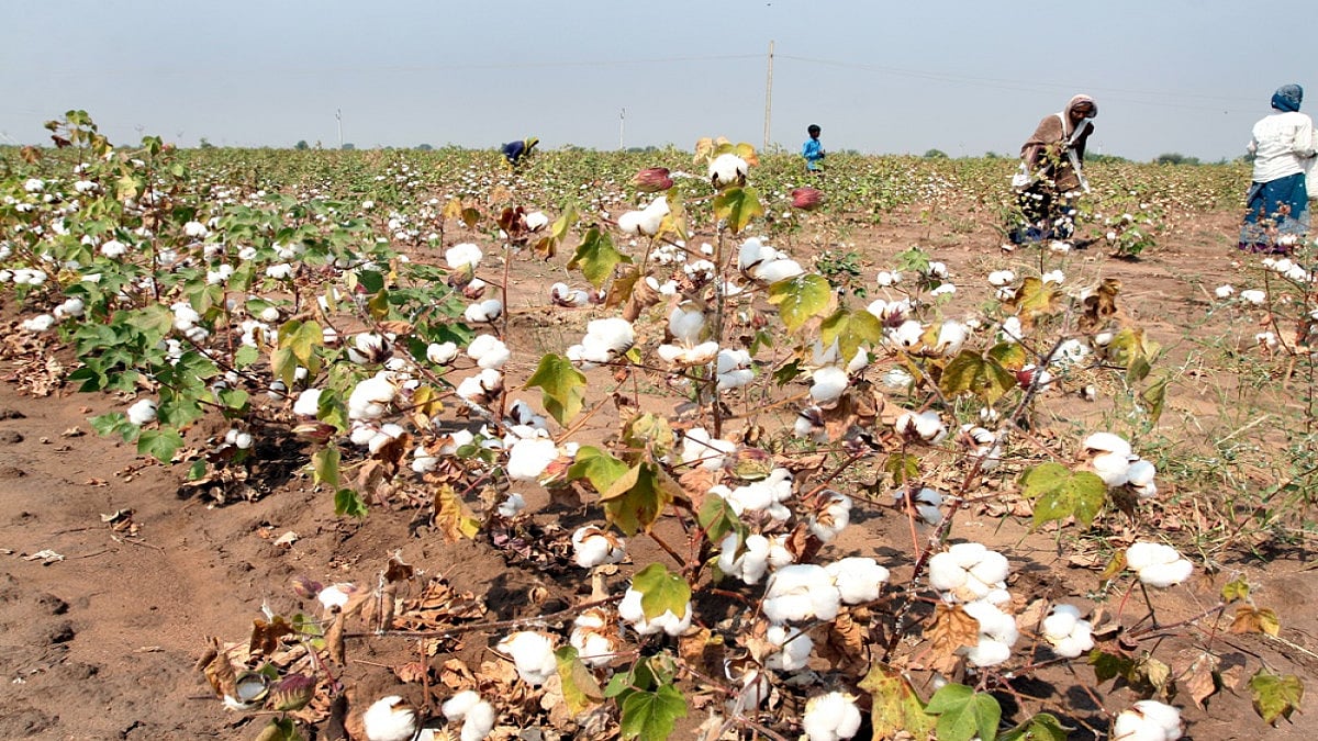 Increase In MSP Of Kharif Crops Will Empower Farmers: PM Modi