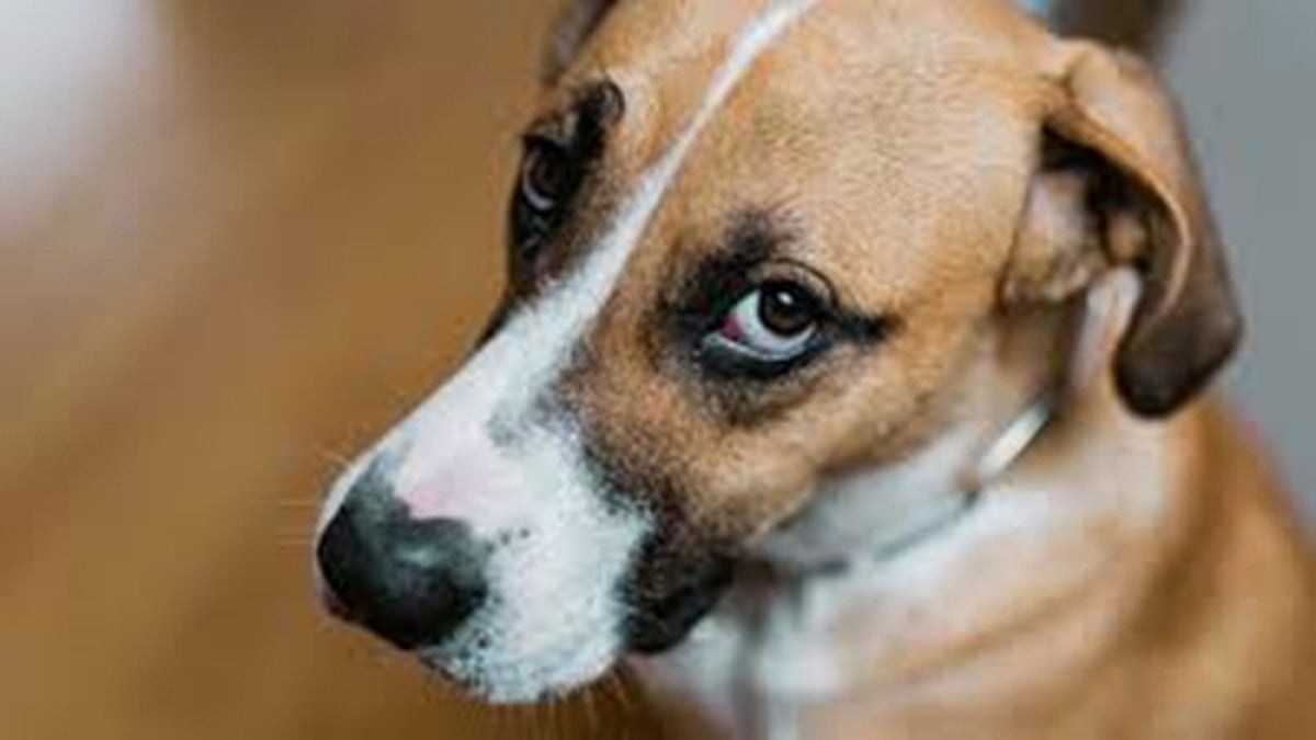 A representative image of a pet dog.