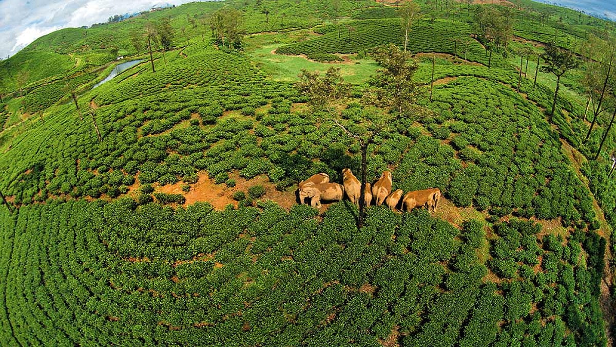 From Seed To Forest