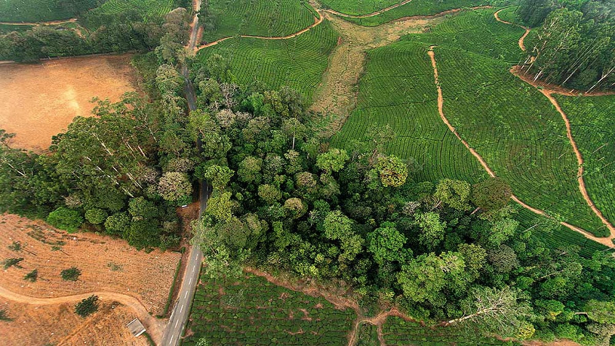 India’s Revenant Forests