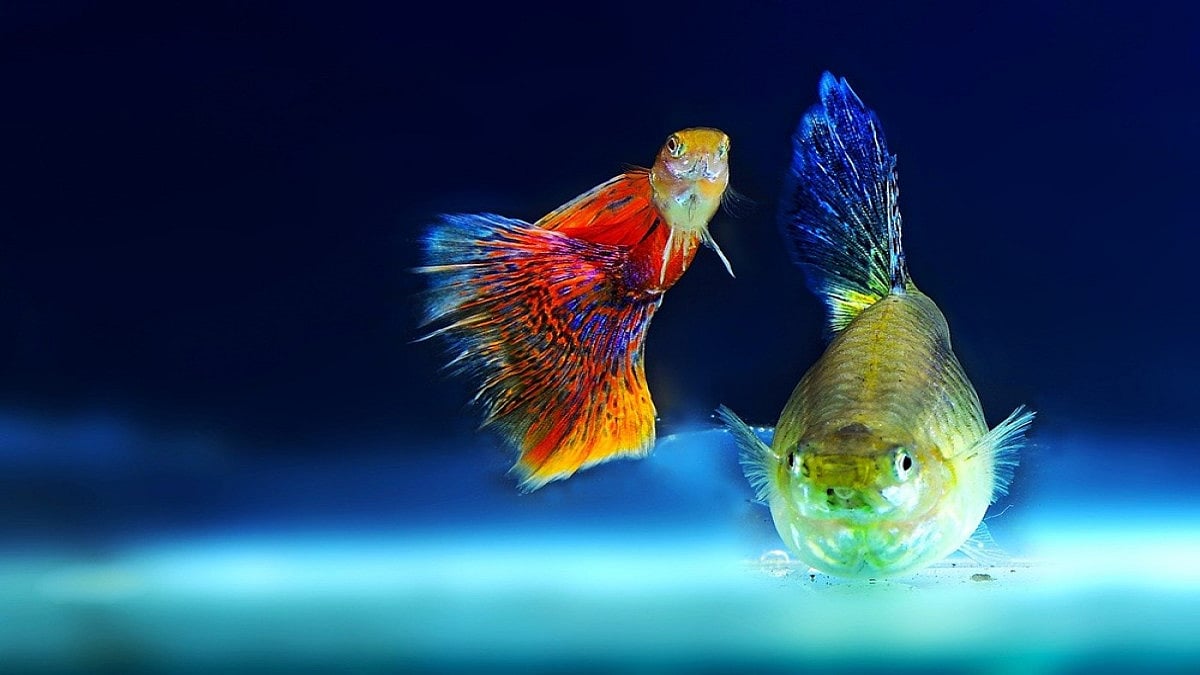 India stands at the number two position, behind China, in the world in fish production. 