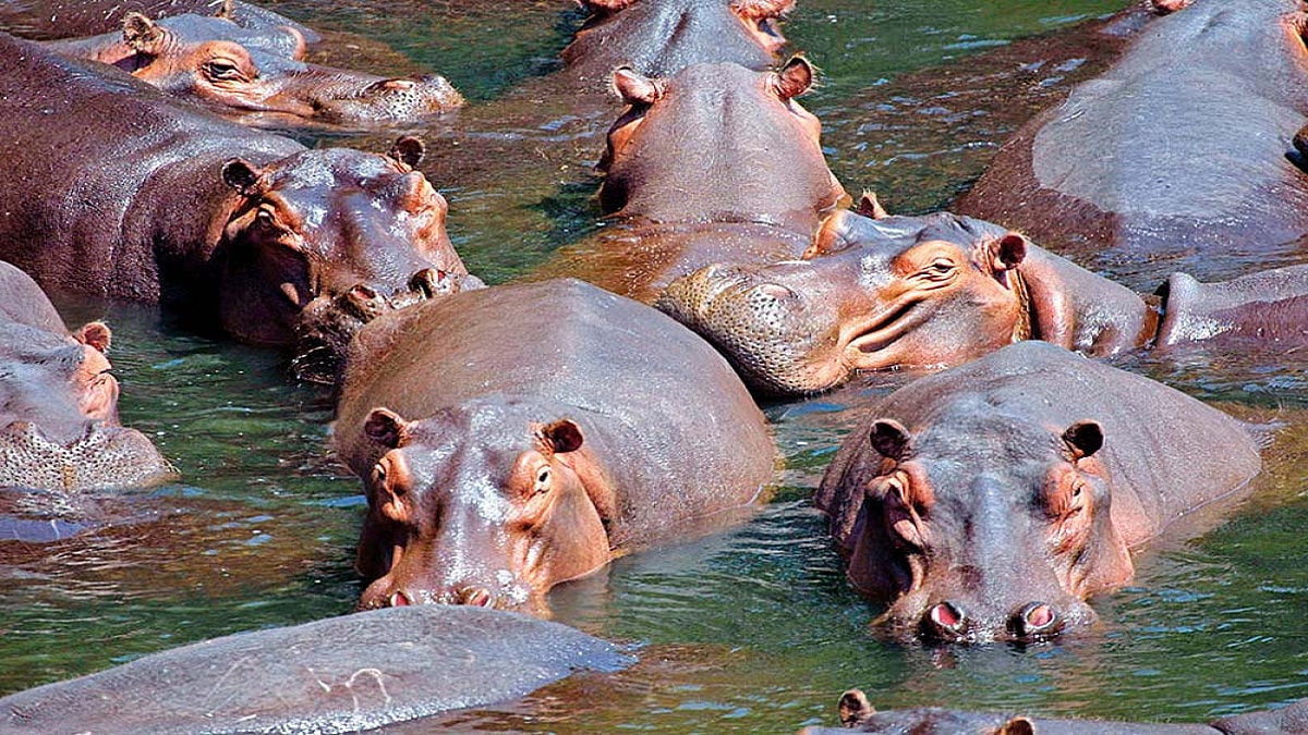Foreign Hand: Got Them Medellin Hippo Blues
