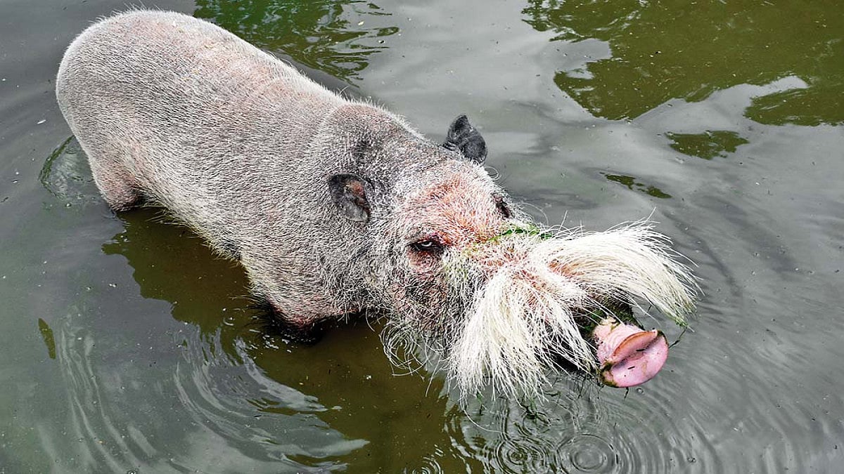 Sticking With Pigs