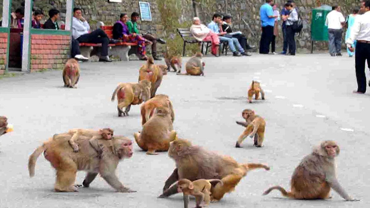 Monkeys at the Mall road near Indian Coffee House in Shimla.