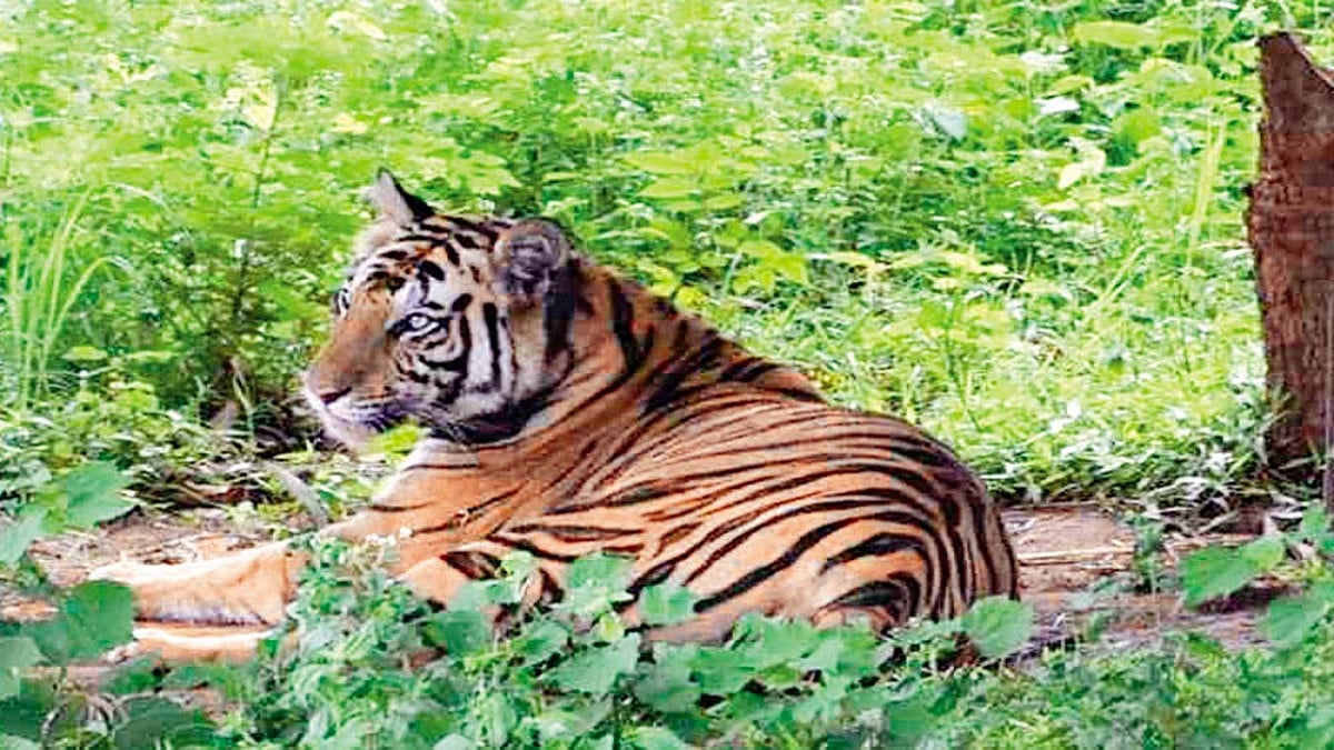 Return Of Sundari
