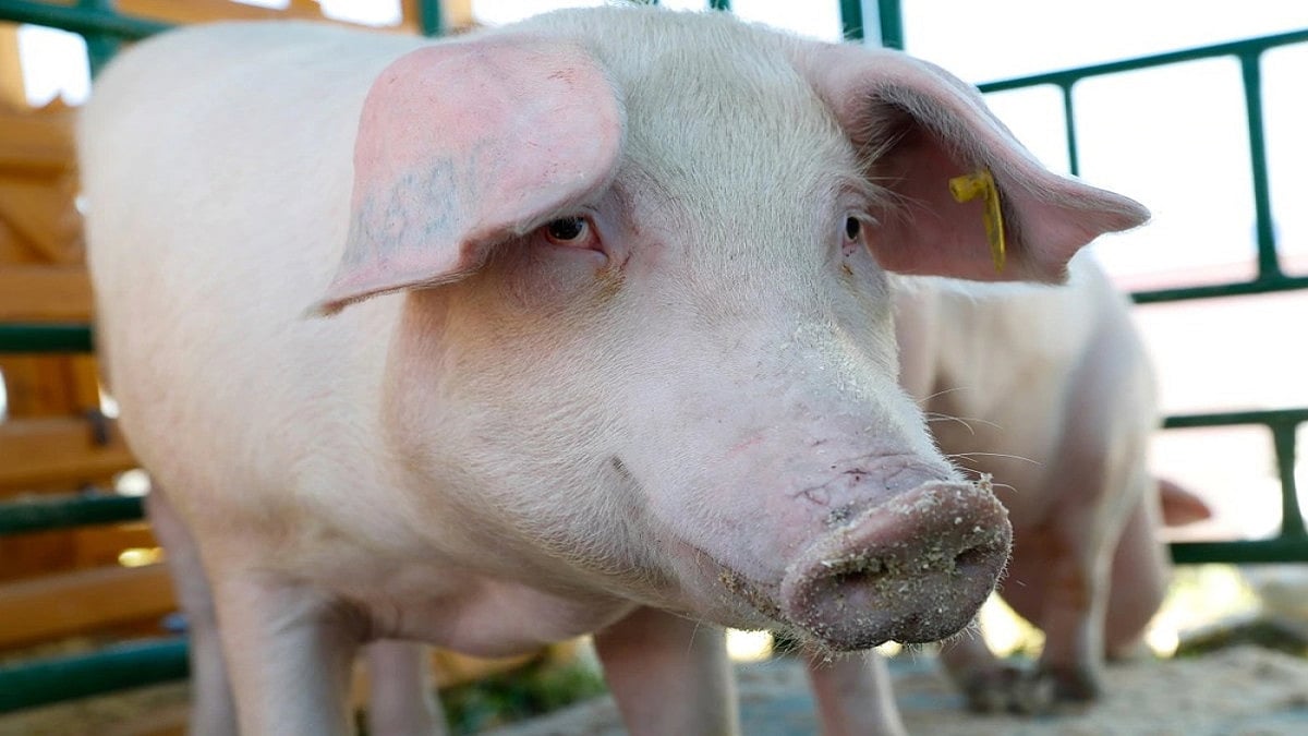 African Swine Fever Outbreak in Manipur