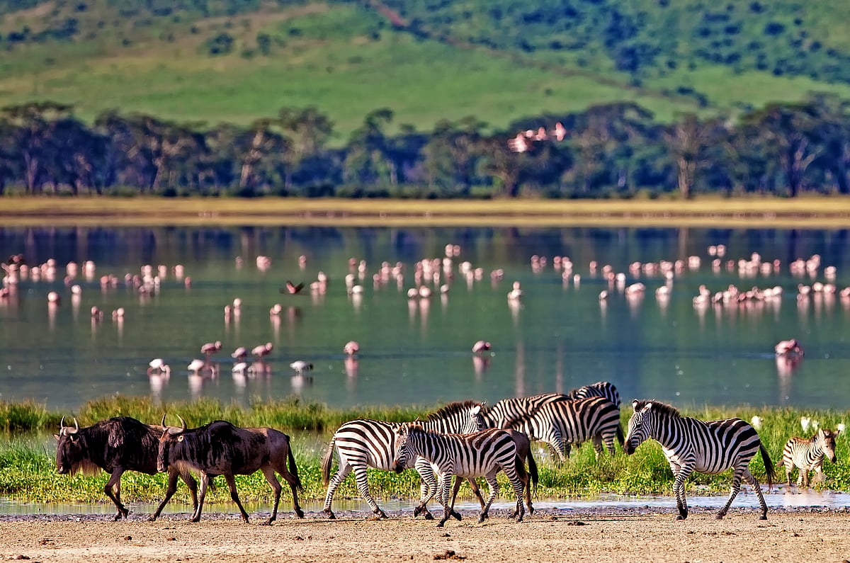 Depositphotos : Wildlife in Tanzania