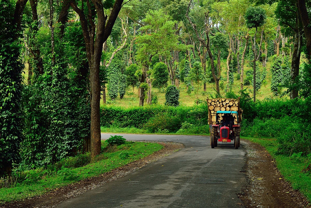 Shutterstock : Book a stay in the coffee and pepper plantations of Coorg