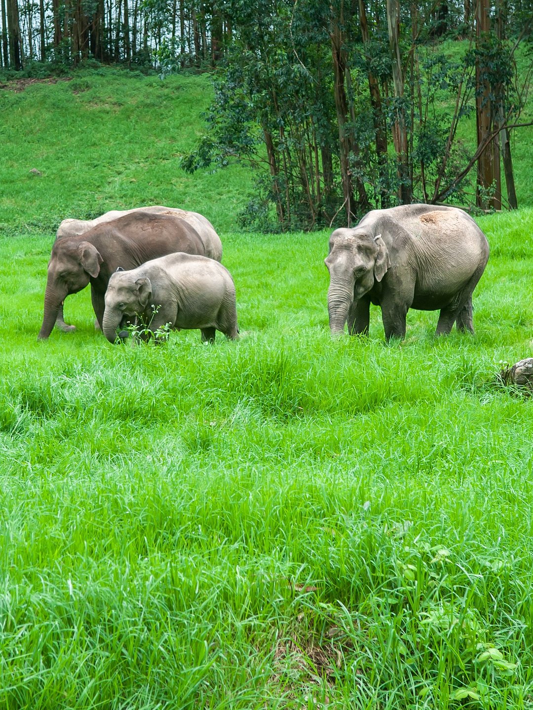 Wild elephants grazing in Munnar