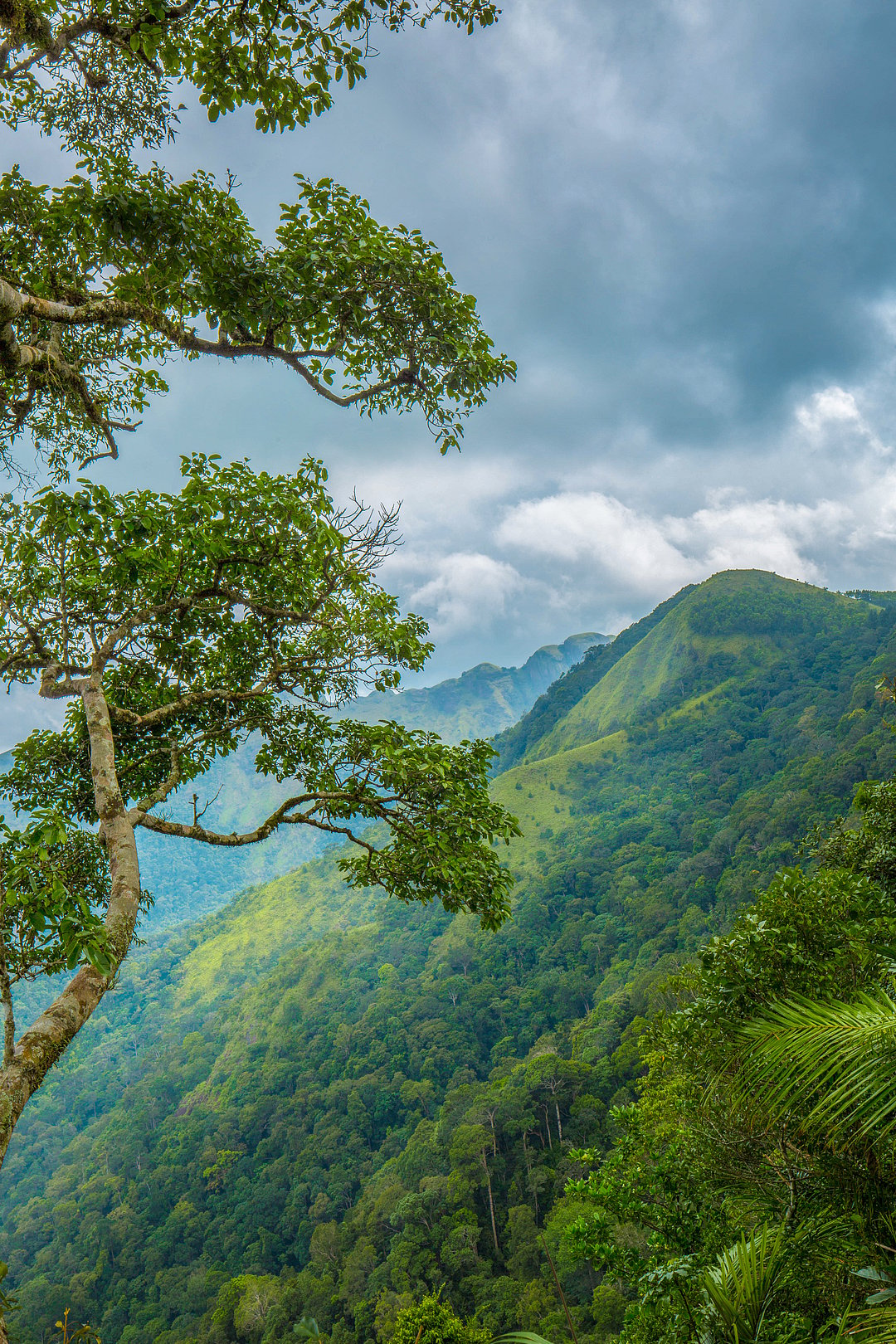 A view of Ponmudi