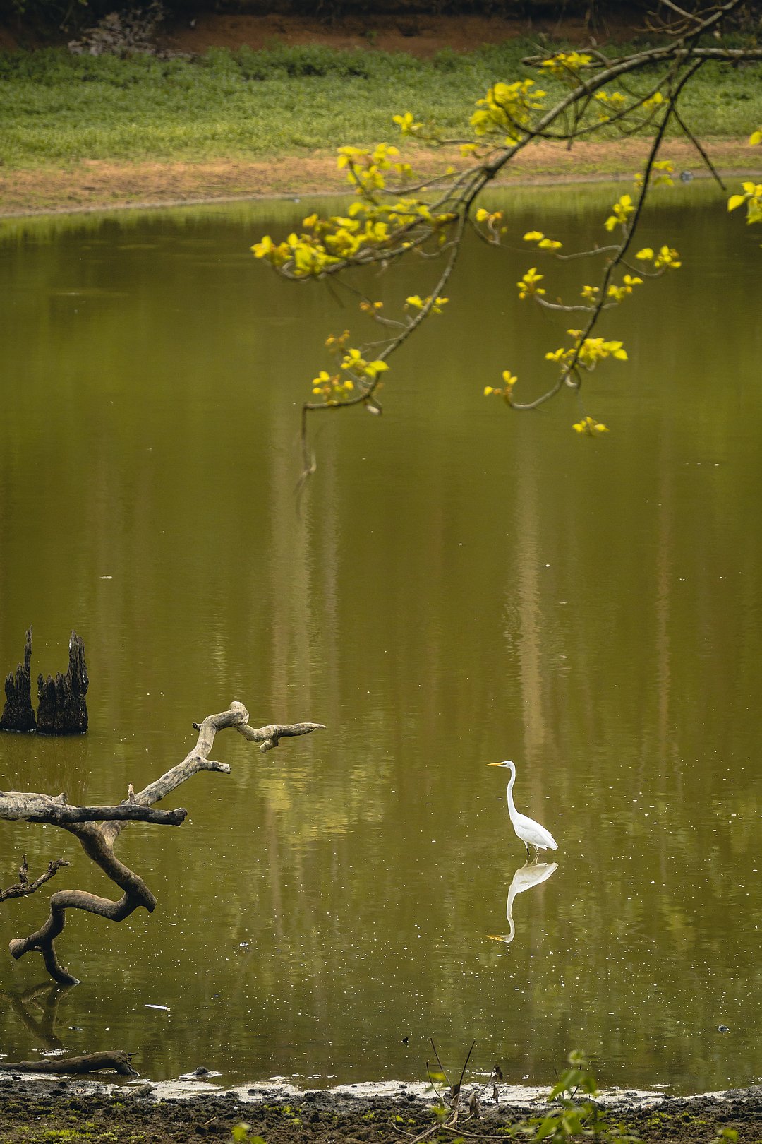An egret in Nagarhole National Park