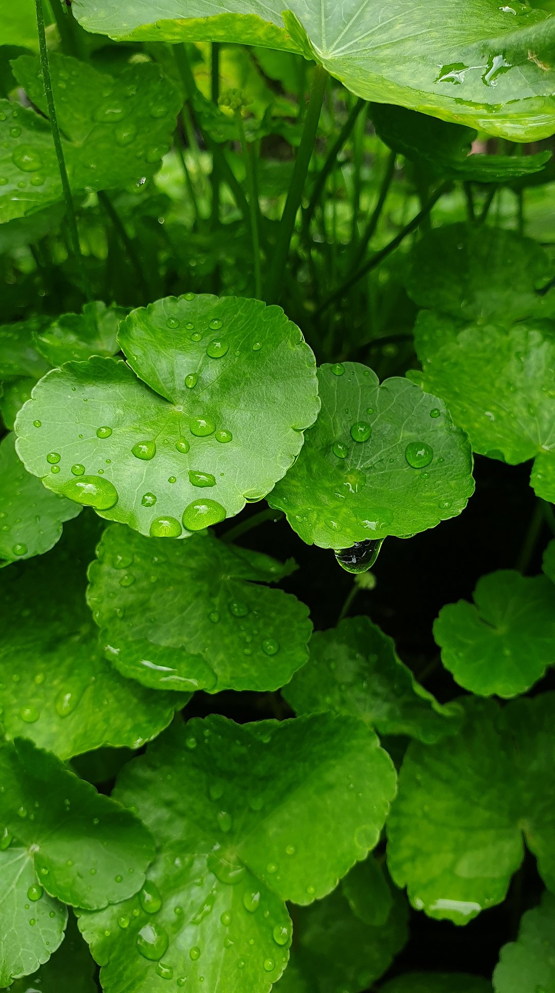 Green watery gotu kola plant in Kolad