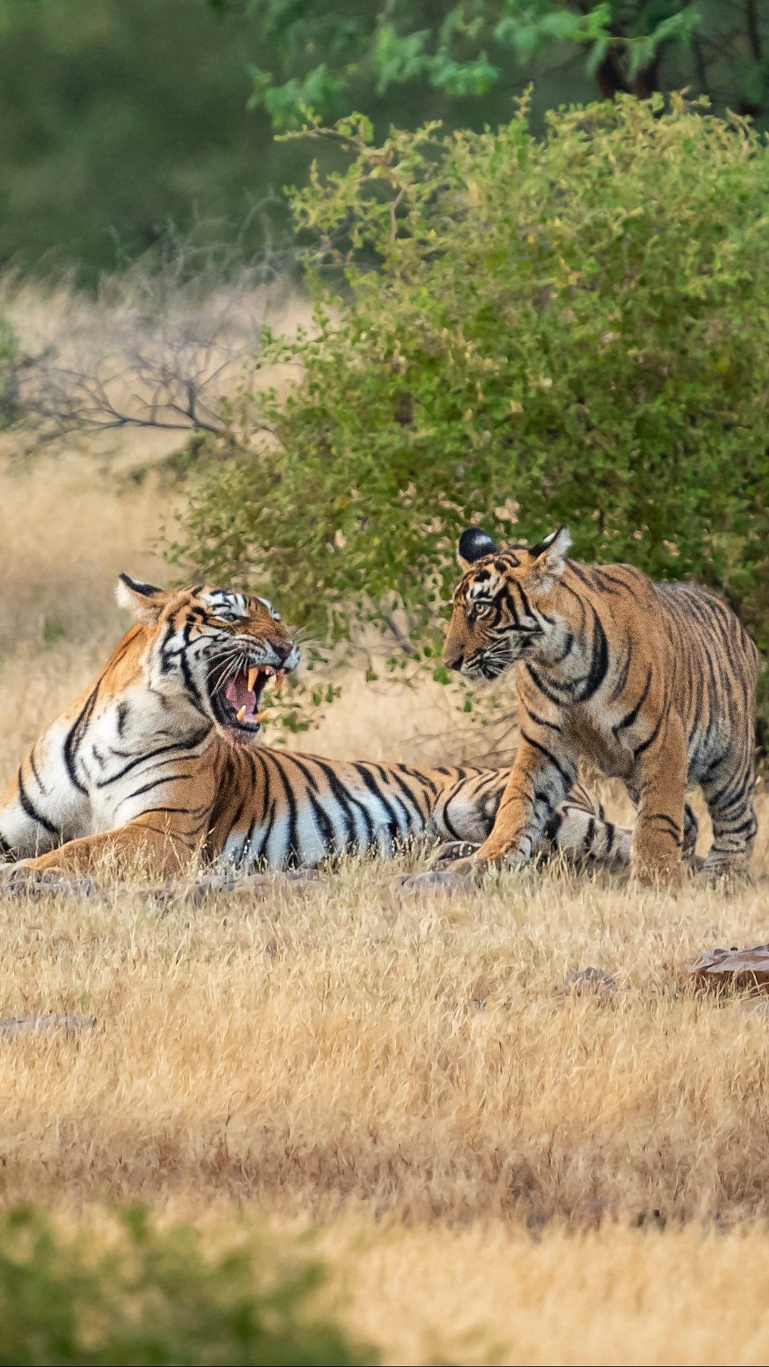 Tigers in Ranthambore National Park