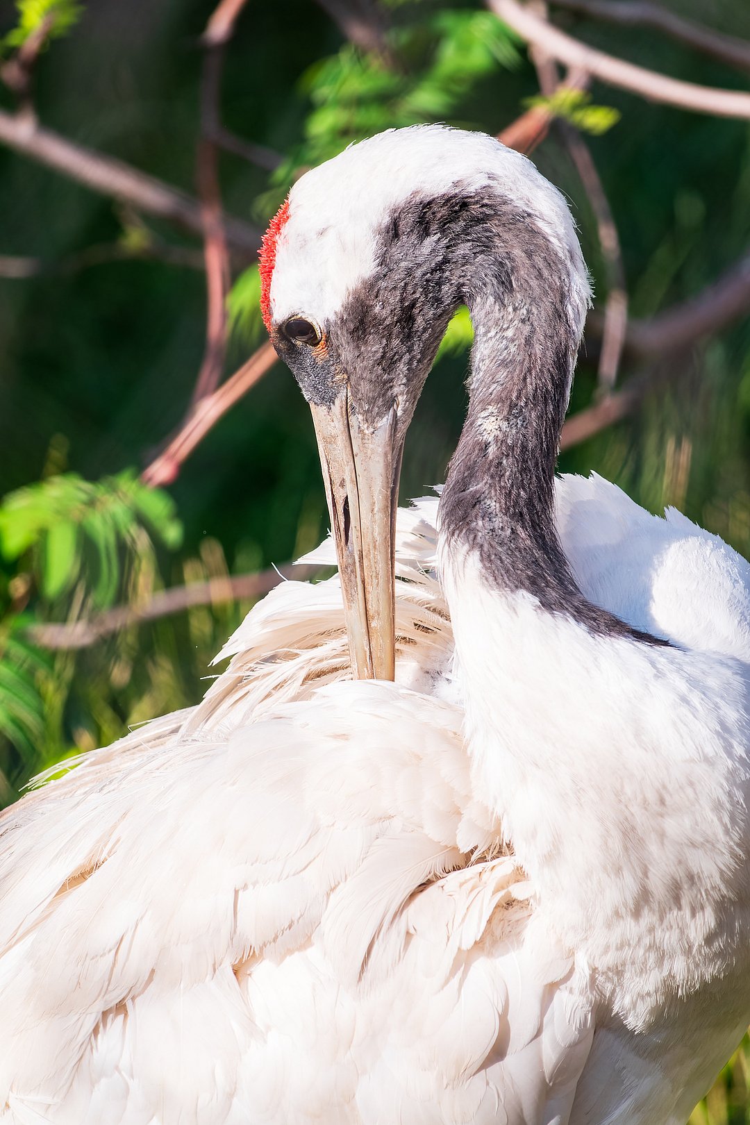 A shot of a beautiful Siberian Crane