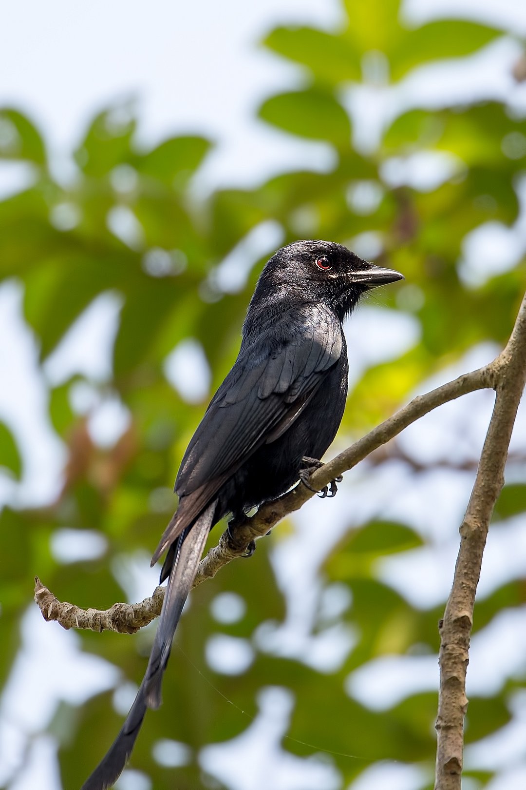 A Black Drongo perched on a branch in Kumarakom Bird Sanctuary