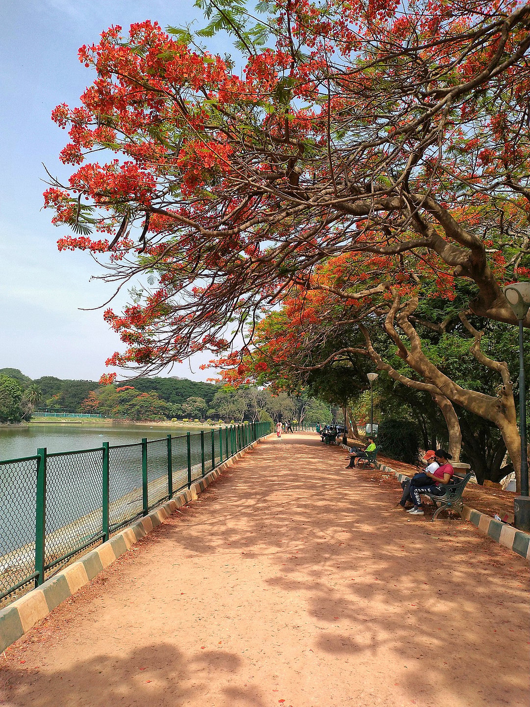 Lake and blossomed tree at Lalbagh Botanical Garden