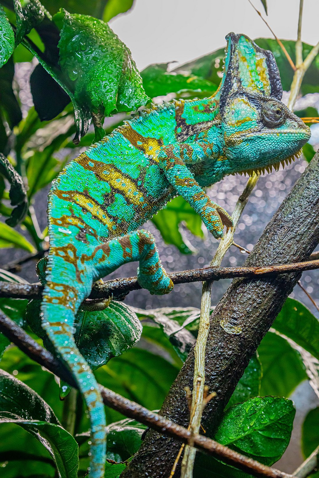 A Chameleon in its habitat