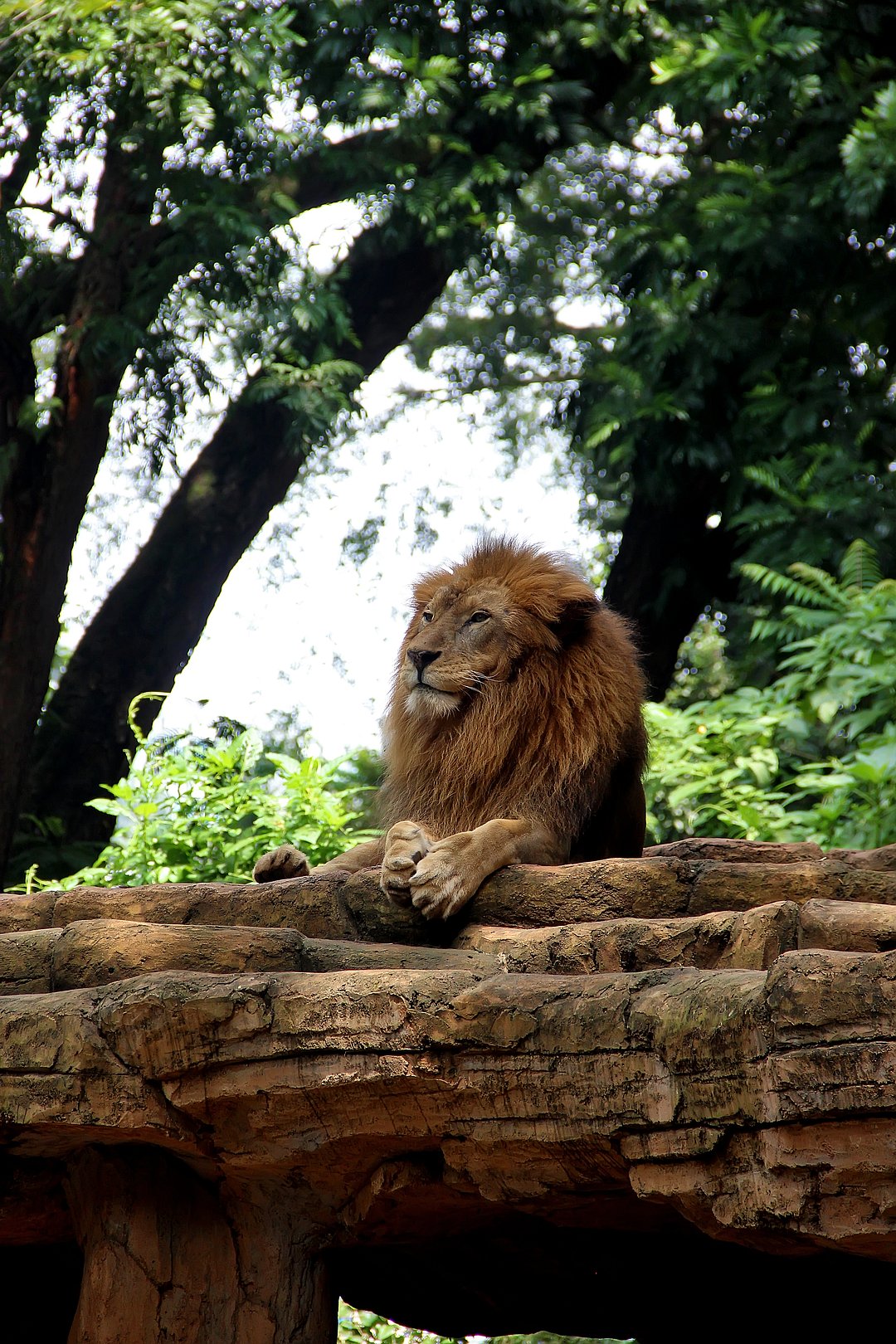 A lion sits on a fallen tree bark