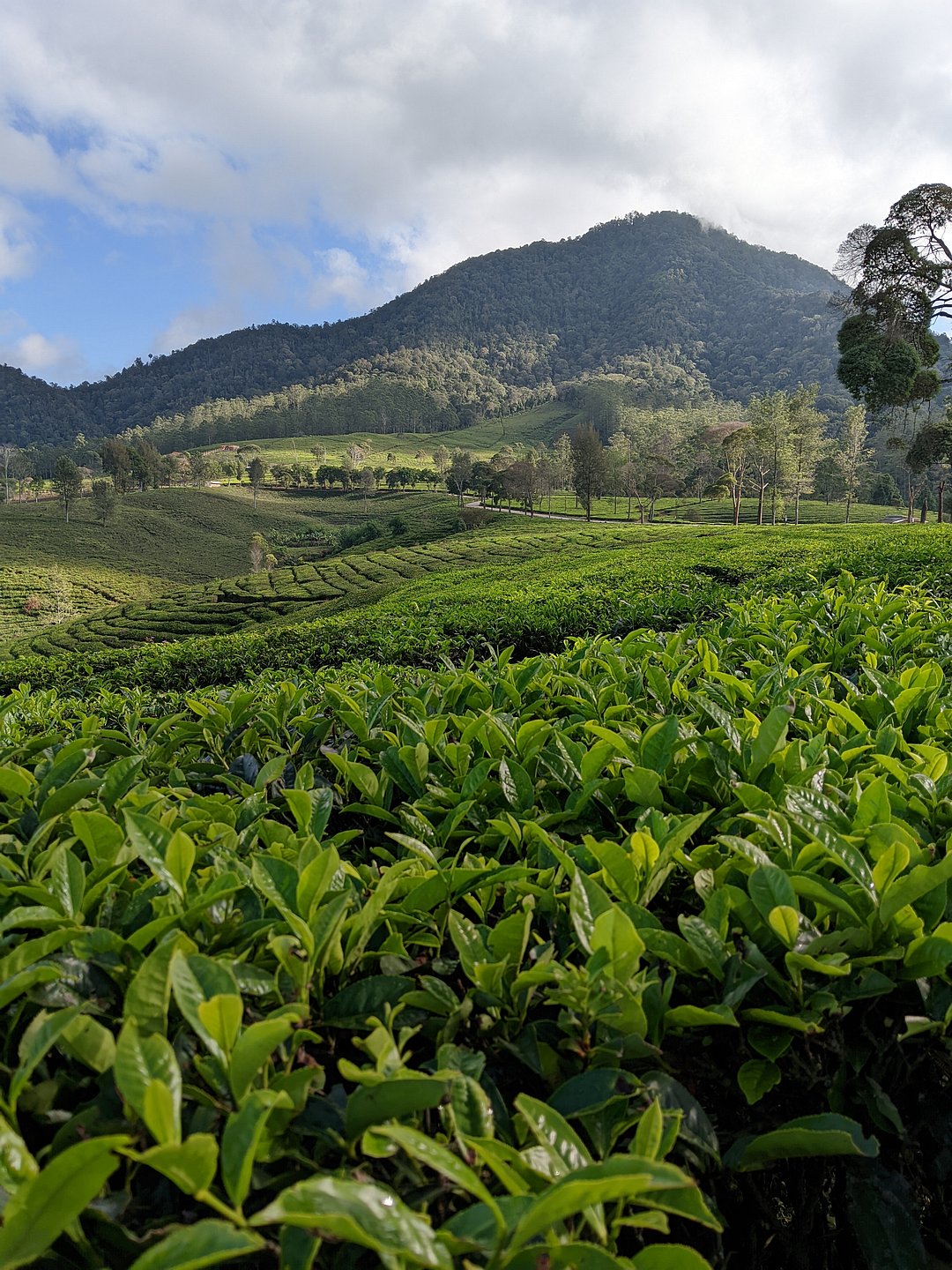 The expansive tea plantations at Meghamalai, Tamil Nadu