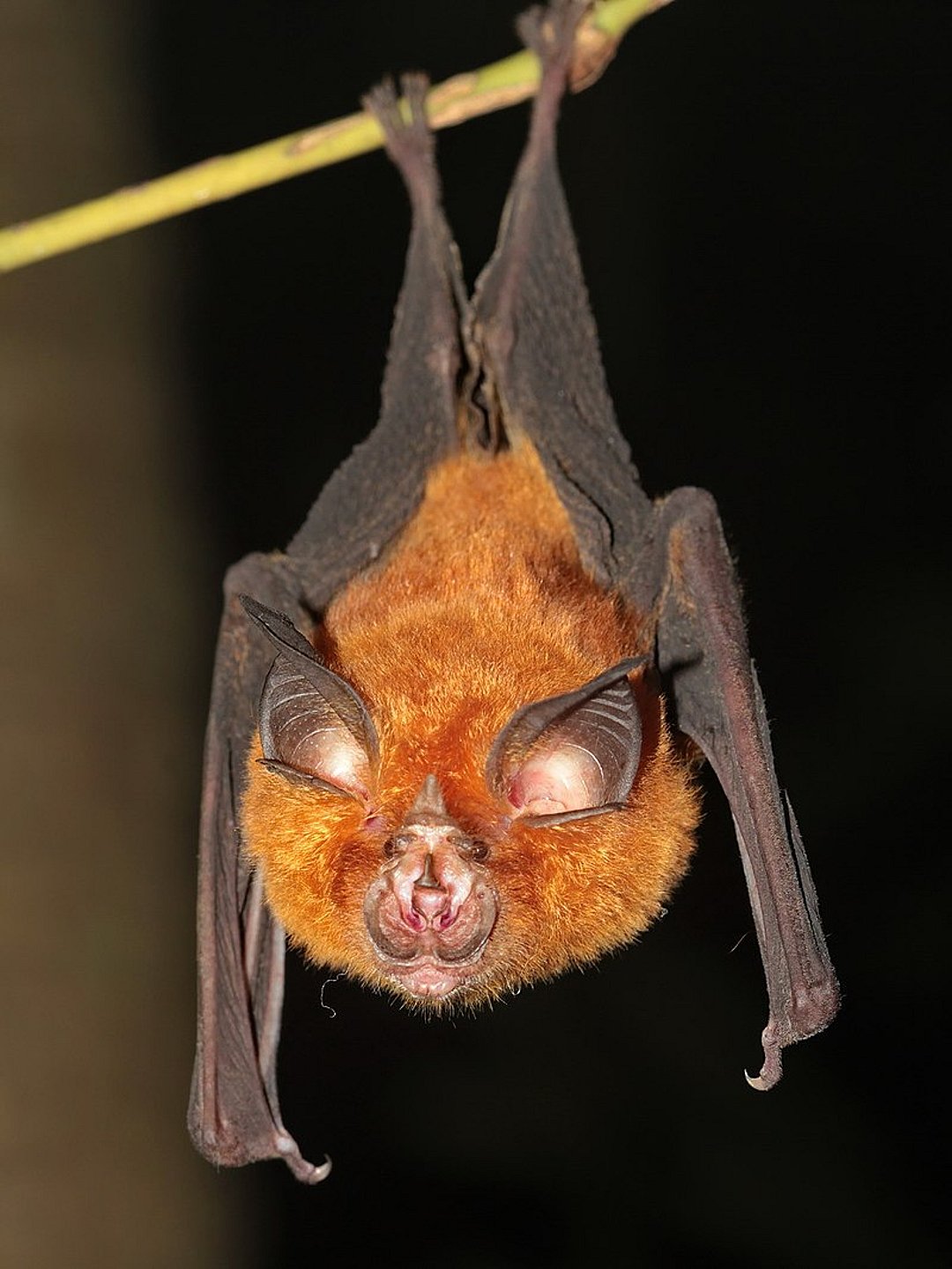 Andaman horseshoe bat