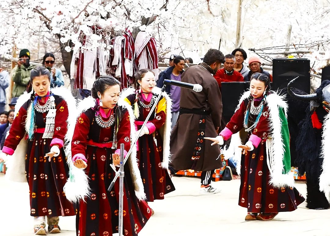 utladakhtourism/Instagram : Vibrant performances at Skurbuchan village for the Apricot Blossom Festival 