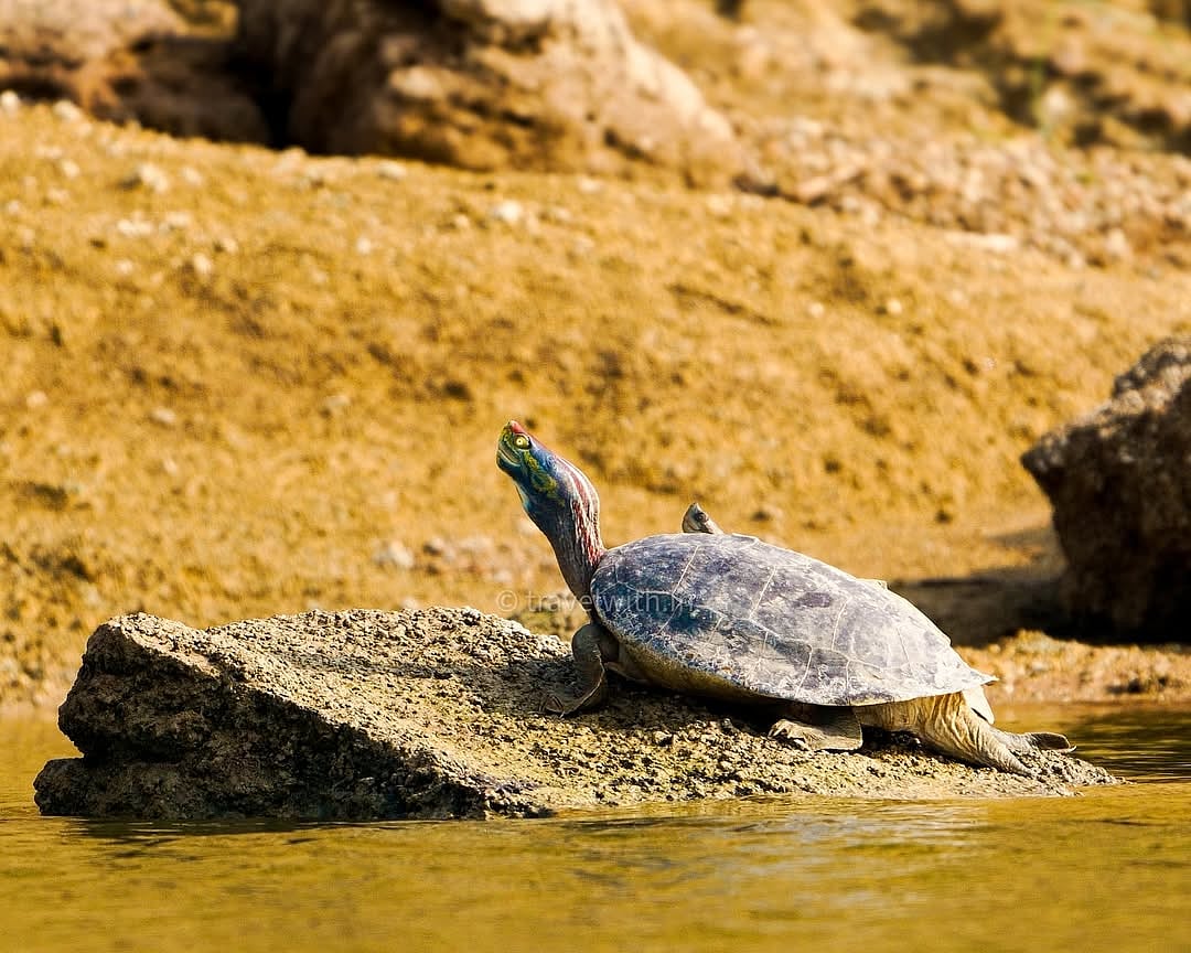 travelwith.in/instagram : A shot of red-crowned roofed turtle