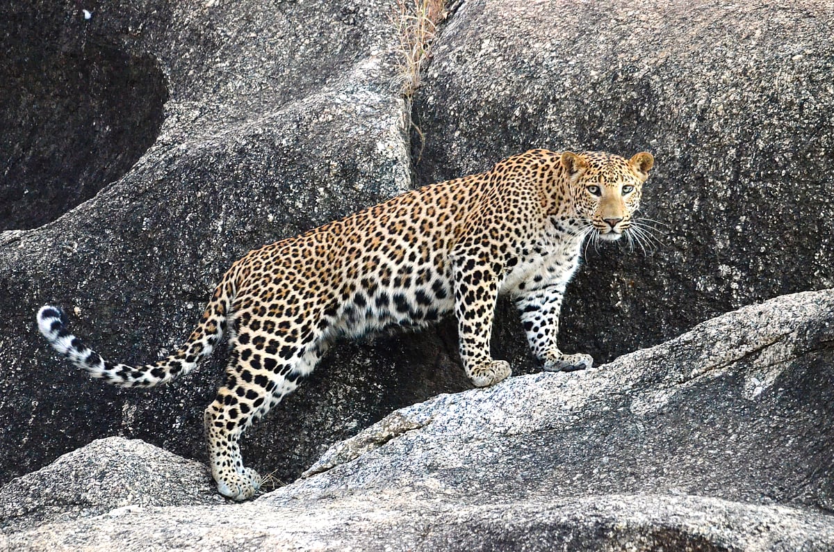 Deposit Photos : New tourism rules aim to balance leopard conservation with local livelihoods in Jawai