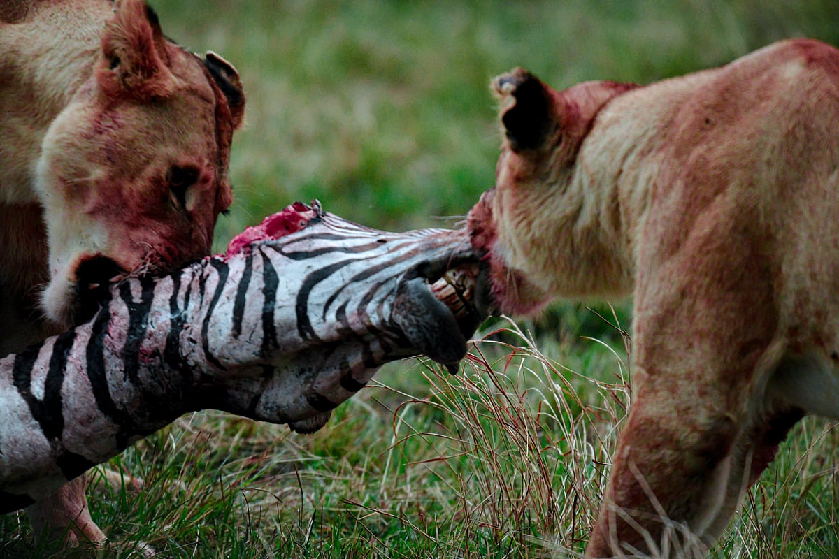 Koushik Chatterjee : Lion cubs practise the skills that will one day decide hierarchy and hunger