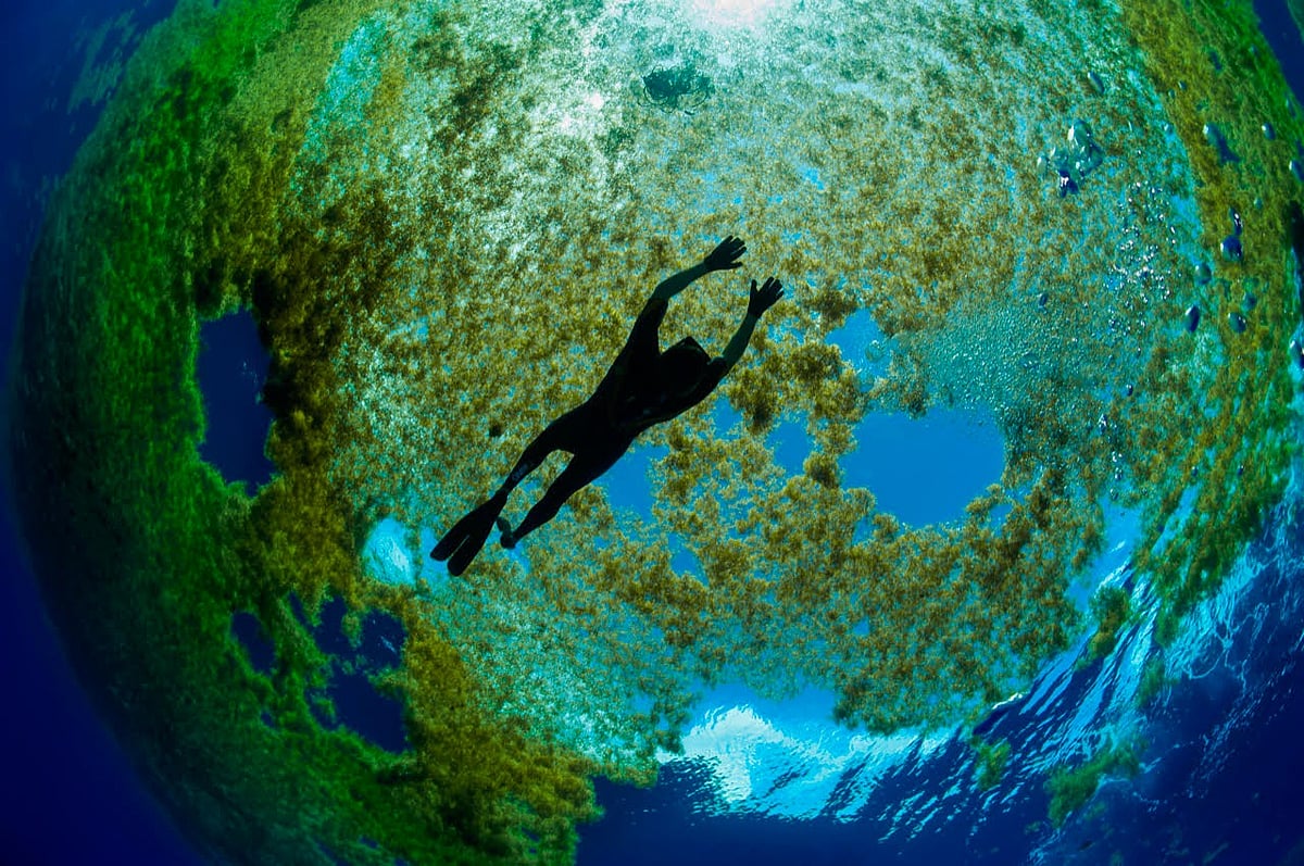 David Doubilet, Sargasso Sea Commission/Facebook : The Sargasso Sea has several specialised research expeditions