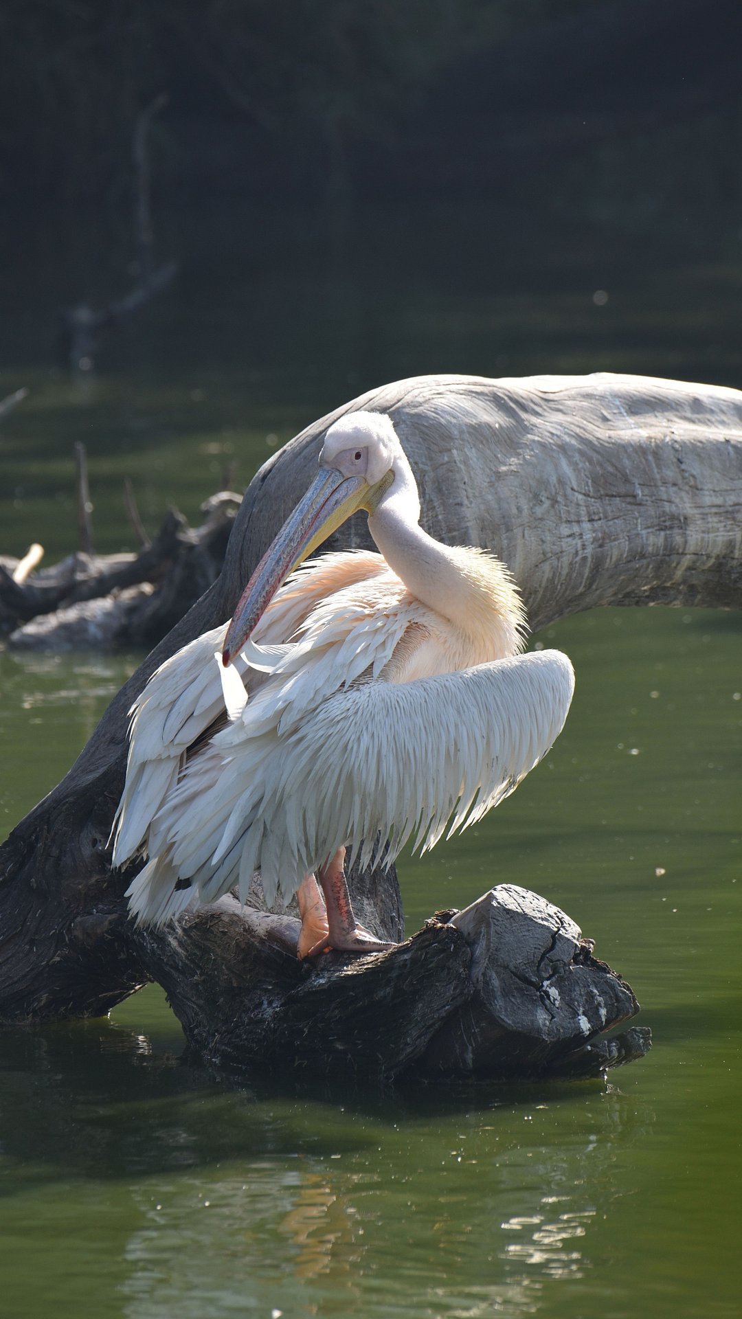A Rosy Pelican