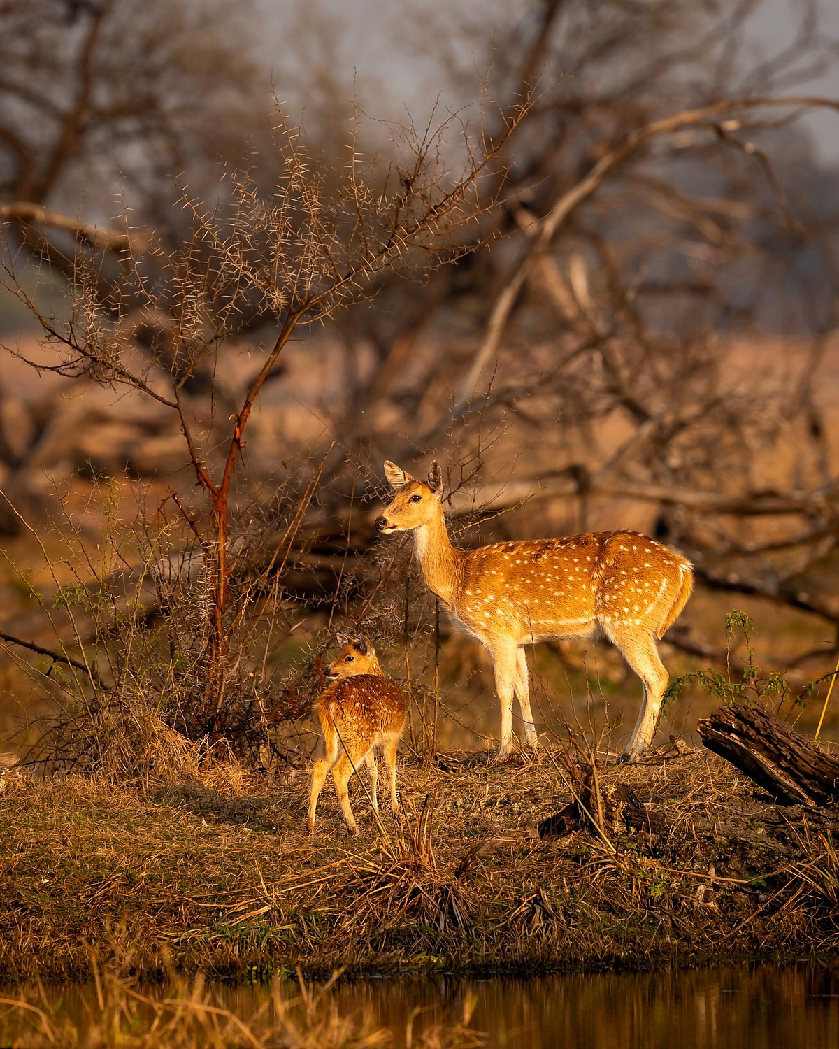 Shutterstock : A spotted dear with her fawn