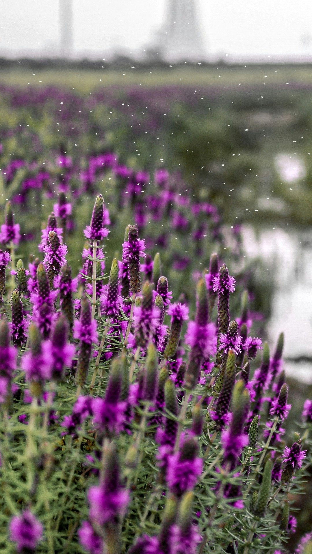 Kaas Plateau of Maharashtra