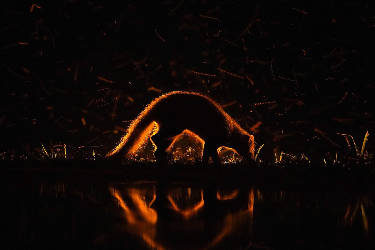 Shiladitya Chaudhury : An African civet cat at night in its habitat