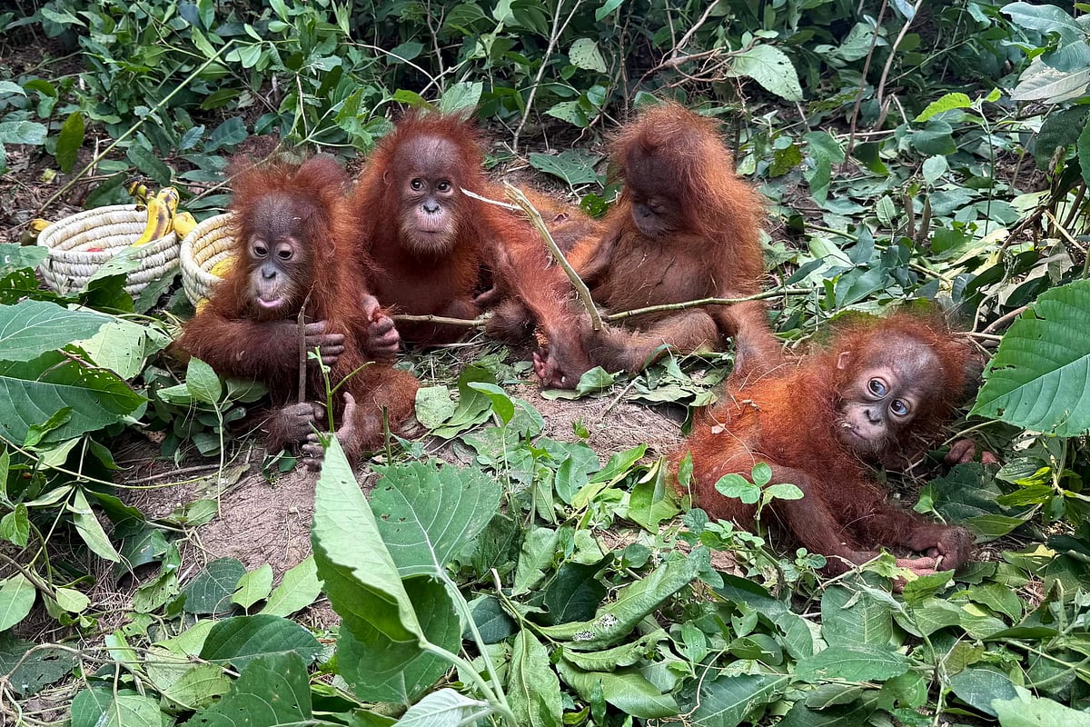 Odisha Forest Department/AFP/Getty Images : The animals were rescued from the Bichitrapur forest area on September 8