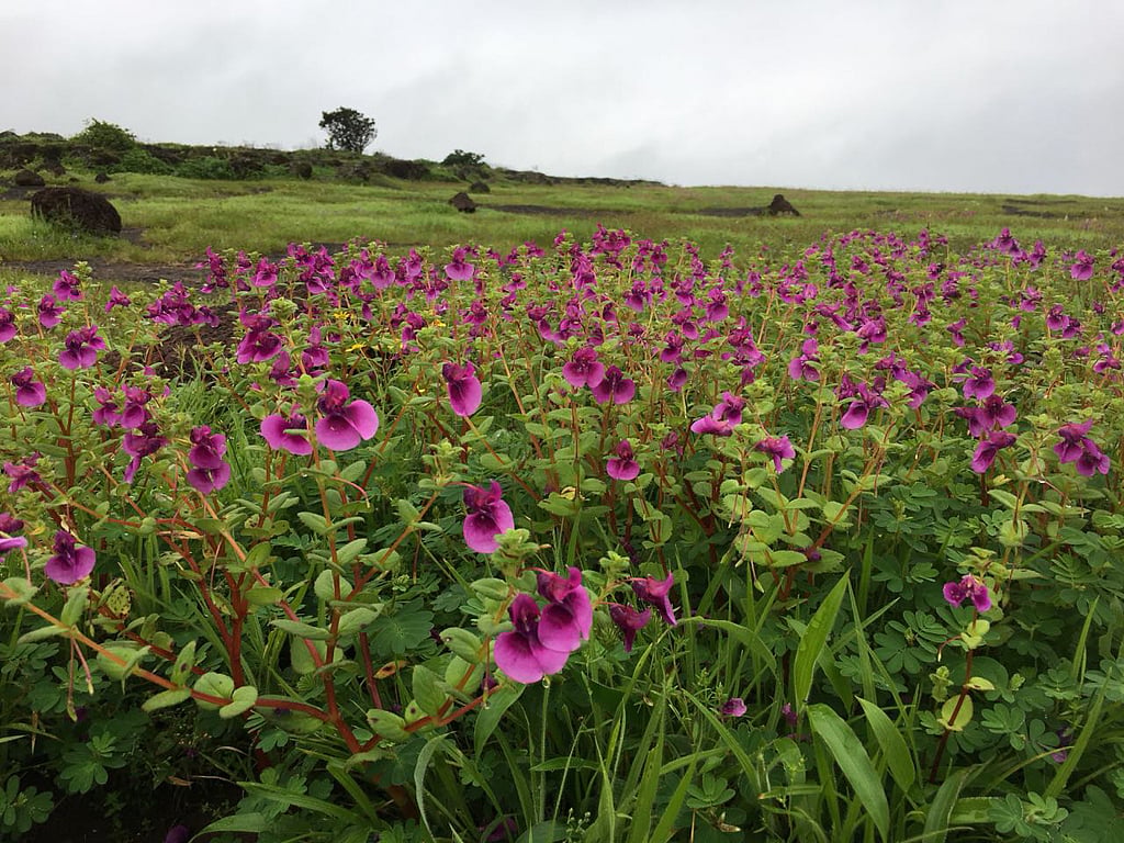 Deposit Photos : Kaas Plateau’s annual flower season is expected to begin around September, with peak blooms likely from late September to early October