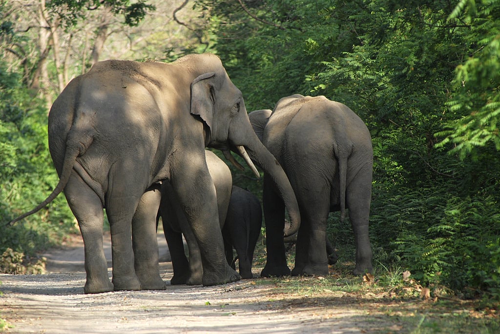 Shutterstock : A small herd of elephants in Manas