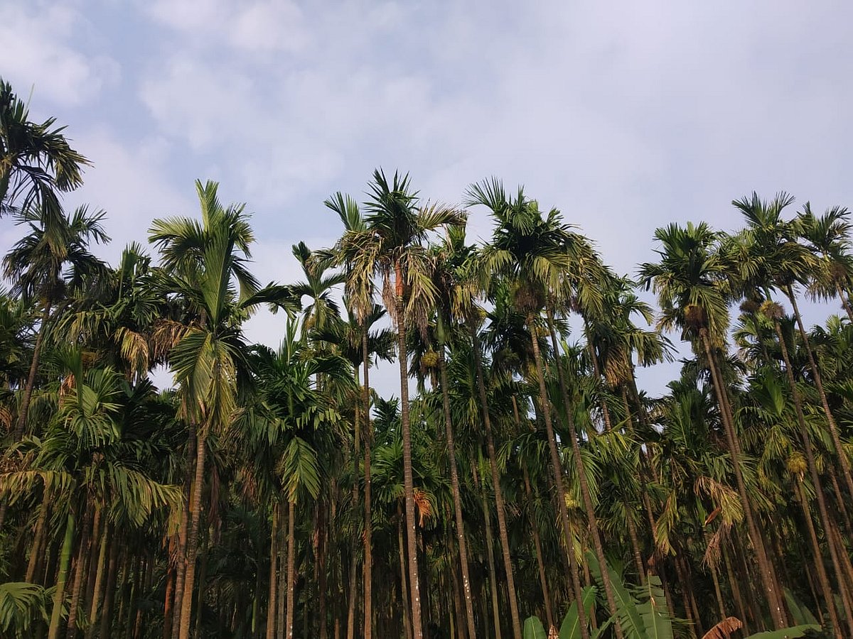 ಅಡಿಕೆ ಎಲೆ ಚುಕ್ಕಿ ರೋಗ ನಿಯಂತ್ರಣ: ಶಿಲೀಂಧ್ರನಾಶಕಕ್ಕೆ ಎಷ್ಟು ಸಿಗಲಿದೆ ಸಹಾಯಧನ?