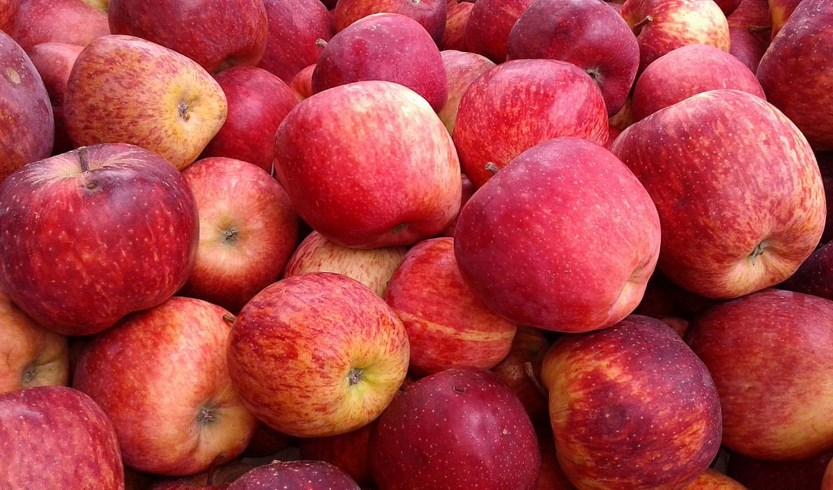 Apple Rate: ಋತು ಬಂದರೂ ಸೇಬು ಬೆಲೆಯಲ್ಲೂ ಗಣನೀಯ ಏರಿಕೆ, ಹೆಚ್ಚಳಕ್ಕೆ ಕಾರಣವೇನು?