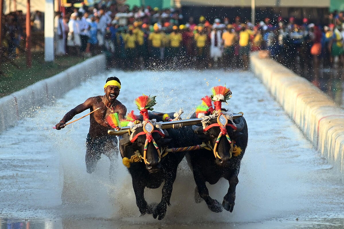 ಮಂಗಳೂರು: ಕಂಬಳ ತರಬೇತಿ ಶಿಬಿರಕ್ಕೆ ಅರ್ಜಿಗಳ ಮಹಾಪೂರ