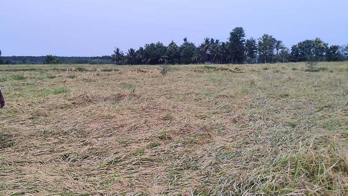 ದಾವಣಗೆರೆ|ಭತ್ತ ಬೆಳೆ ಕಟಾವಿಗೂ ಮಳೆ ರಗಳೆ: ಕೈಗೆ ಬಂದ ತುತ್ತು ಬಾಯಿಗೆ ಬರದ ಸ್ಥಿತಿ