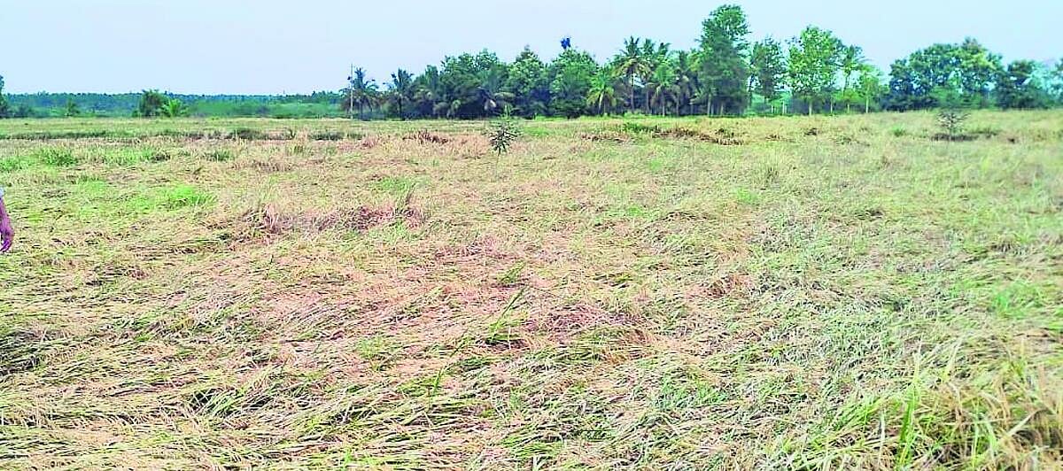 ಭತ್ತ ಬೆಳೆ ಕಟಾವಿಗೂ ಮಳೆ ರಗಳೆ