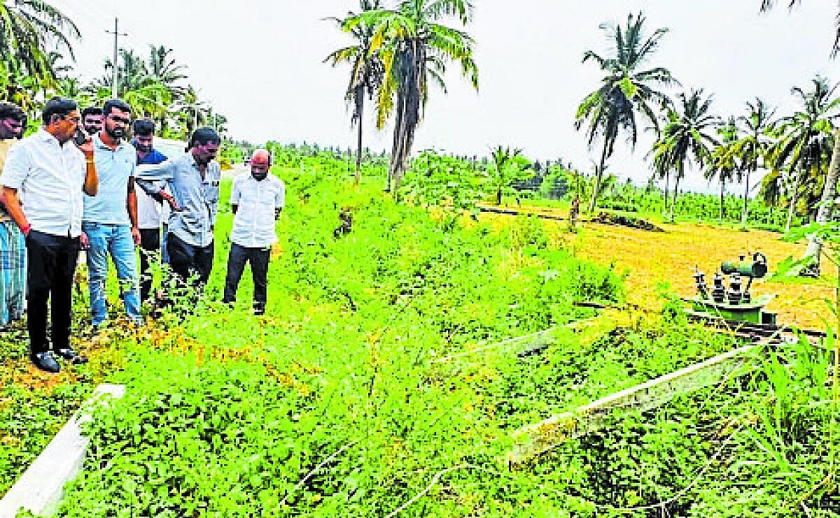 ಮಳೆಗೆ ಬೆಳೆ ಹಾನಿ: ಪರಿಶೀಲನೆ