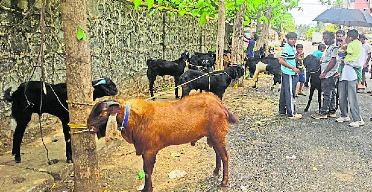 ಬಕ್ರೀದ್ಗೆ ಕುರಿ ಮಾರಾಟ ಚುರುಕು