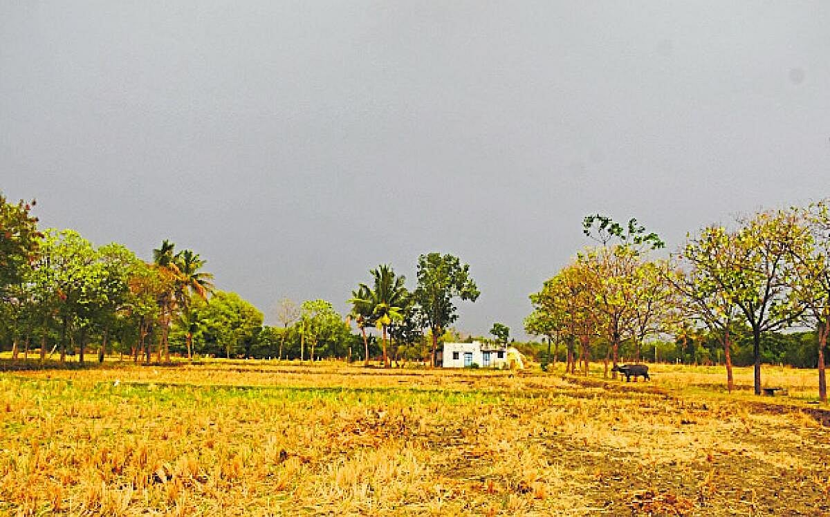 ಅತಿವೃಷ್ಟಿಯಿಂದ ಮೈಕೊಡವಿ ಎದ್ದ ರೈತ