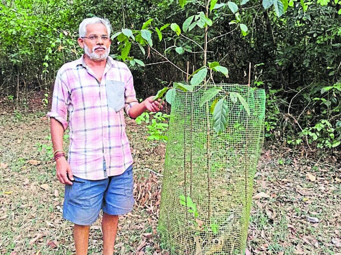 ಸಿದ್ದಾಪುರ: ವಿನಾಶದಂಚಿನ ‘ಬರ್ಕಬಾಳೆ’ಗೆ ಮರುಜನ್ಮ ನೀಡಿದ ರೈತ ಗಣಪತಿ ಹೆಗಡೆ
