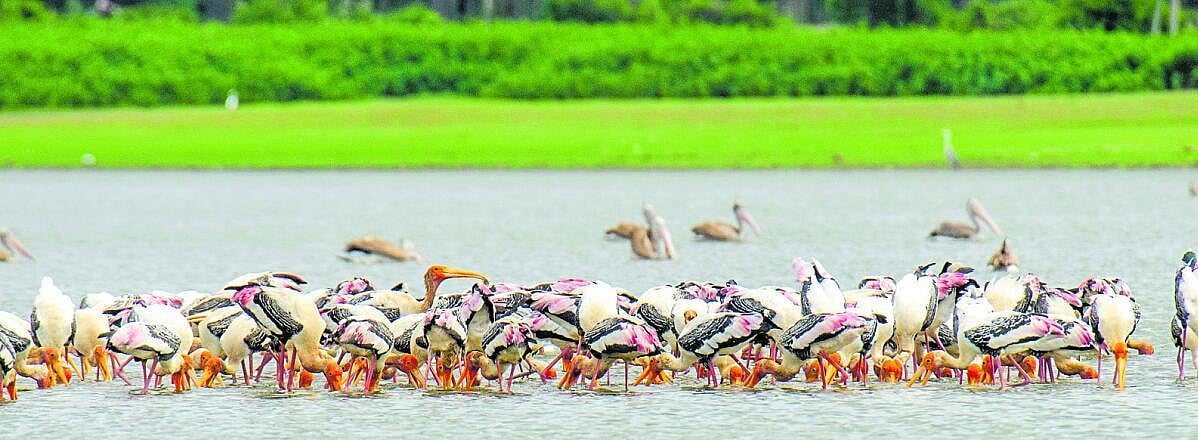 ಕುತೂಹಲ ತಂದ ವಲಸೆ ಪಕ್ಷಿಗಳ ವೀಕ್ಷಣೆ